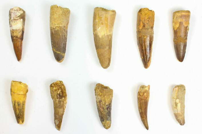 Lot: to Bargain Spinosaurus Teeth - Pieces #142075